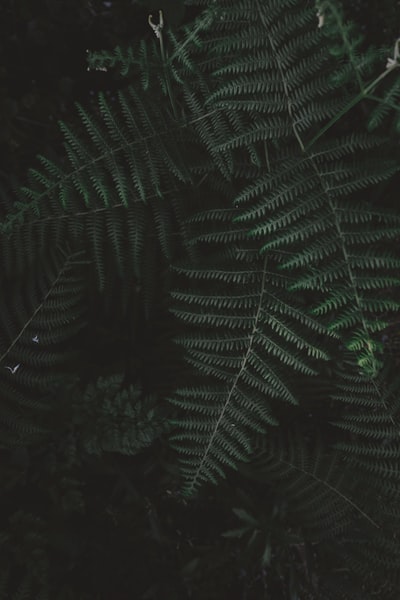 近距离拍摄的绿色蕨类植物
